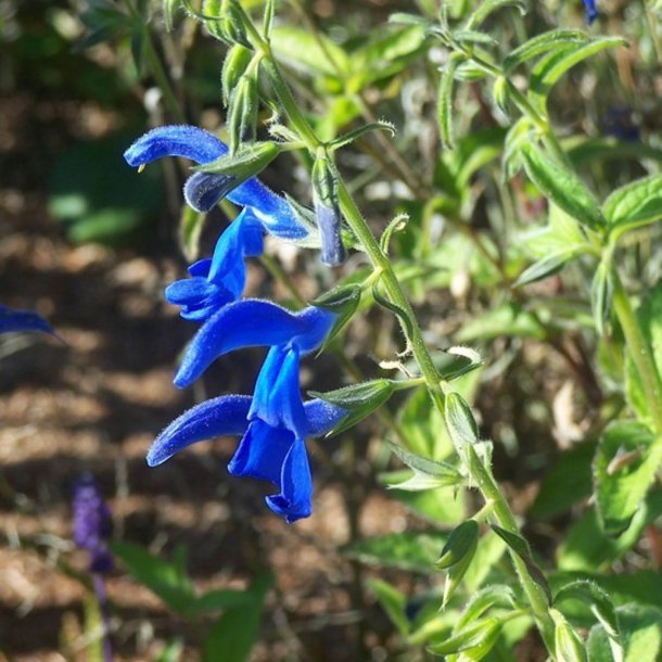 Salvie, Pryd- <br>'Blue Angel' <br><i>Salvia patens</i>