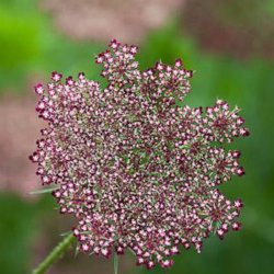 Tandstikkerurt �Black Knight� <br><i>Ammi visnaga</i>