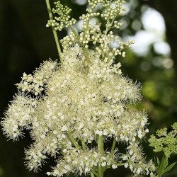 Mjdurt <br><i>Filipendula ulmaria</i><br><br>