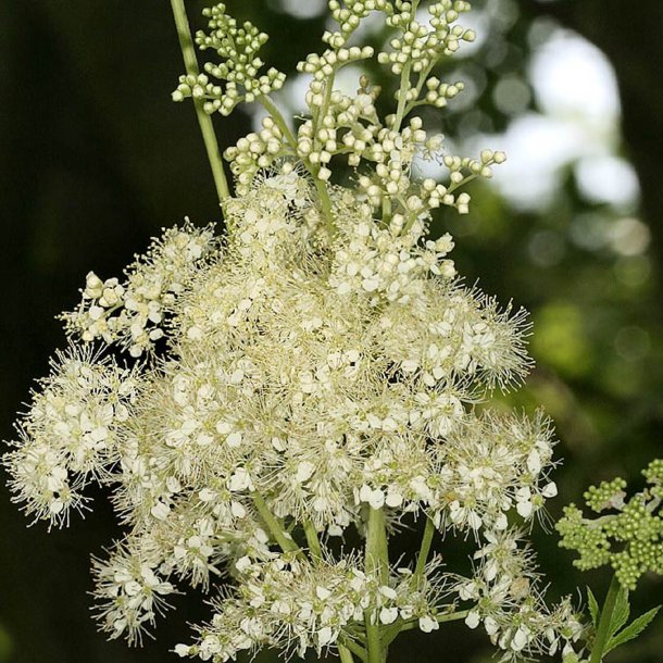 Mjdurt <br><i>Filipendula ulmaria</i><br><br>