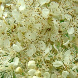 Mjdurt <br><i>Filipendula ulmaria</i><br><br>