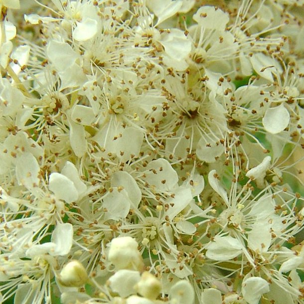 Mjdurt <br><i>Filipendula ulmaria</i><br><br>