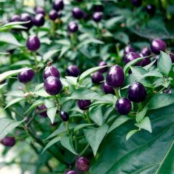 Chili <br>'Filius Blue' <br><i>Capsicum annuum</i>