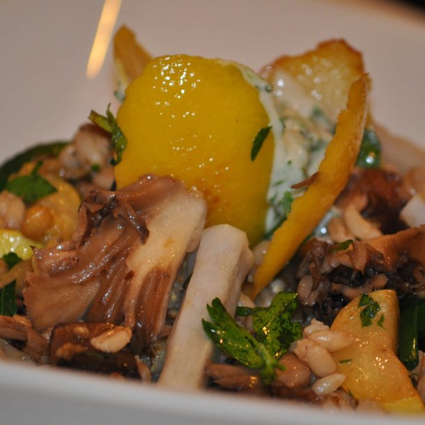 Havrerod<br>'Mammoth Sandwich Island'<br><i>Tragopogon porrifolius</i>  