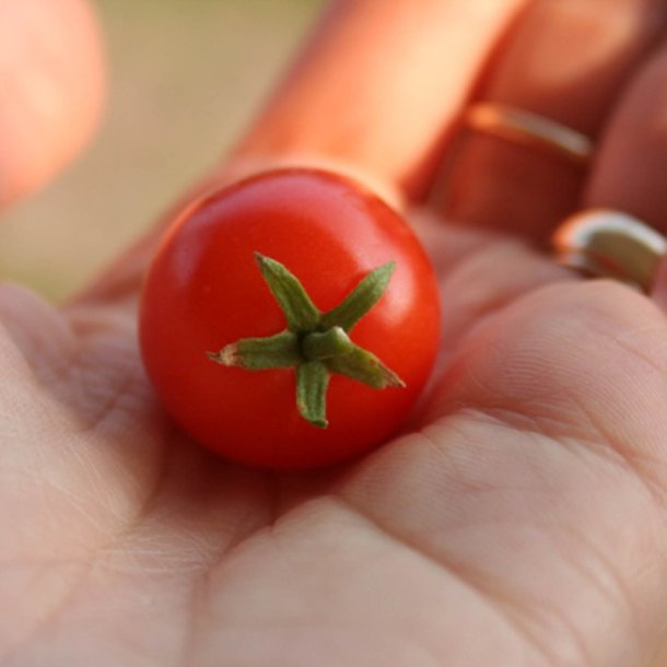 Tomat <br>'Tiny Tim'<br><i>Lycopersicon esculentum</i>