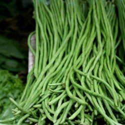 Meterbnne, <br>spaghettibnne<br><i>Vigna unguiculata ssp. sesquipedalis</i>