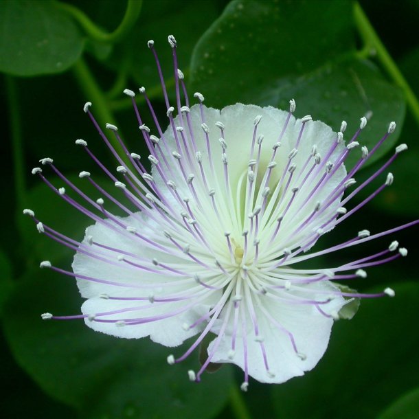 Kapers <br><i>Capparis spinosa </i><br><br>