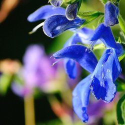 Salvie, Pryd- <br>'Blue Angel' <br><i>Salvia patens</i>