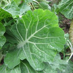 Bladkl, <br>Couve Galega <br><i>Brassica oleracea</i>