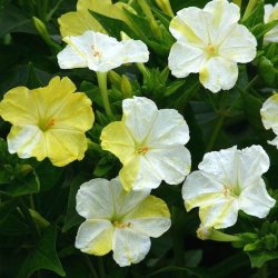 Vidunderblomst <br>'Marbles Mix'<br><i>Mirabilis jalapa</i>