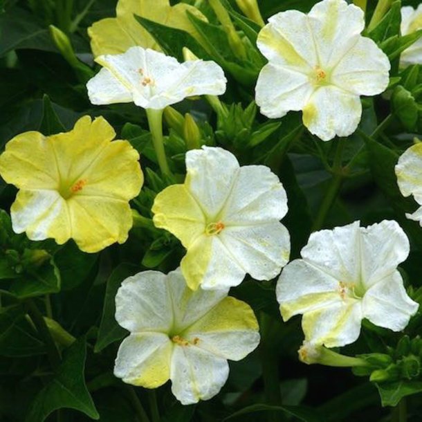 Vidunderblomst <br>'Marbles Mix'<br><i>Mirabilis jalapa</i>