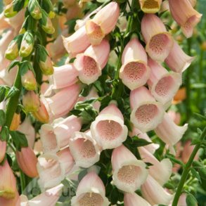 Fingerbl <br>'Apricot' <br><i>Digitalis purpurea</i>