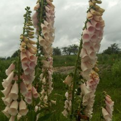 Fingerbl <br>'Apricot' <br><i>Digitalis purpurea</i>