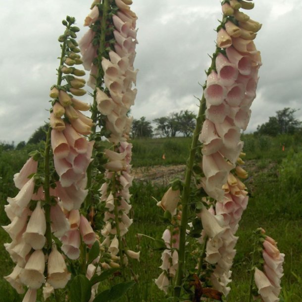 Fingerbl <br>'Apricot' <br><i>Digitalis purpurea</i>
