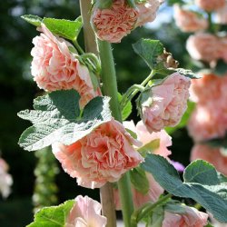Stokrose <br>'Chater Salmon'<br><i>Alcea rosea</i>