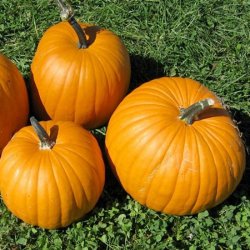 Grskar <br>'Mammoth Gold' <br><i>Cucurbita maxima</i>