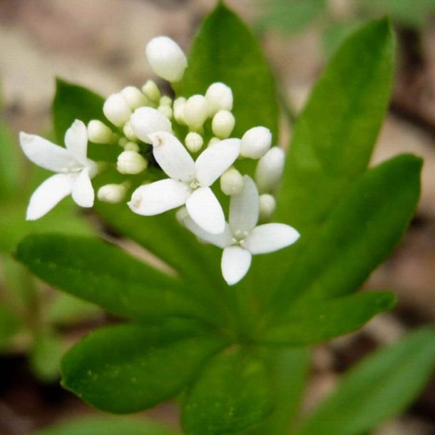 Skovm�rke <i>Galium odoratum</i>  