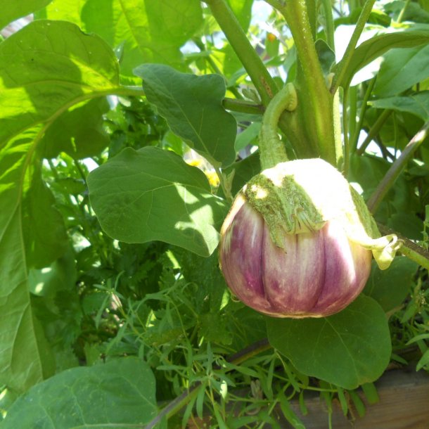 Aubergine <br>'Rosa Bianca' <br><i>Solanum melongena</i>