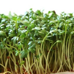 Karse <br><i>Lepidium sativum </i><br><br>