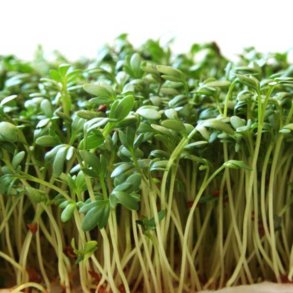 Karse <br><i>Lepidium sativum </i><br><br>