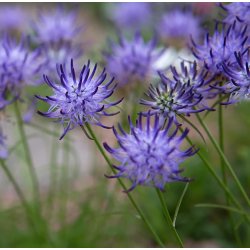 Rapunsel, <br>Alpe- <br><i>Phyteuma scheuchzeri</i>