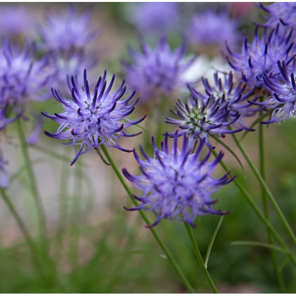 Rapunsel, <br>Alpe- <br><i>Phyteuma scheuchzeri</i>