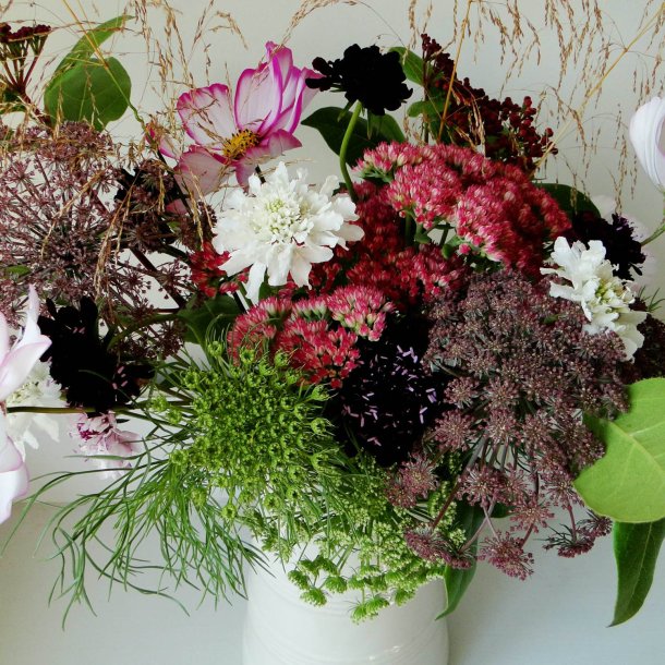 Tandstikkerurt �Black Knight� <br><i>Ammi visnaga</i>