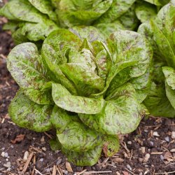 Salat, Romaine- <br>'Forellenschluss'<br><i>Lactuca sativa L. <br>var. longifolia</i>