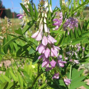 Stregblg, <br>Lge- <br><i>Galega officinalis</i>