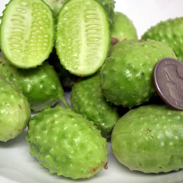 Agurk <br>'West Indian Gherkin'<br><i>Cucumis anguria</i>