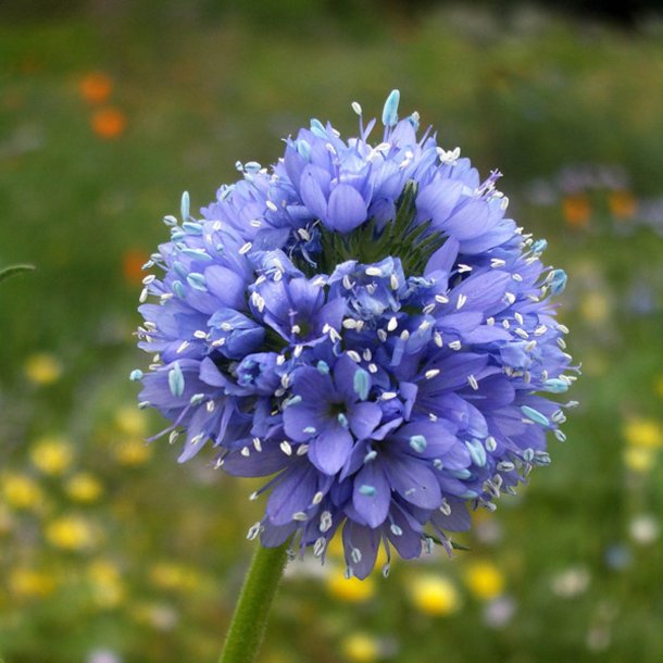 Blhoved <br><i>Gilia capitata</i><br><br>