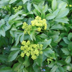 Zizia <br><i>Zizia aurea</i><br><br>