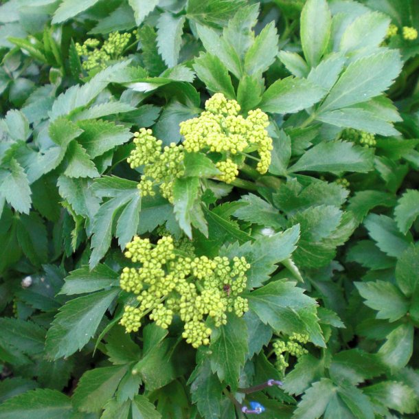 Zizia <br><i>Zizia aurea</i><br><br>