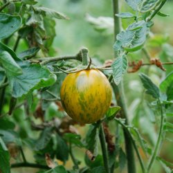 Tomat <br>'Green Zebra'<br><i>Lycopersicon esculentum</i>