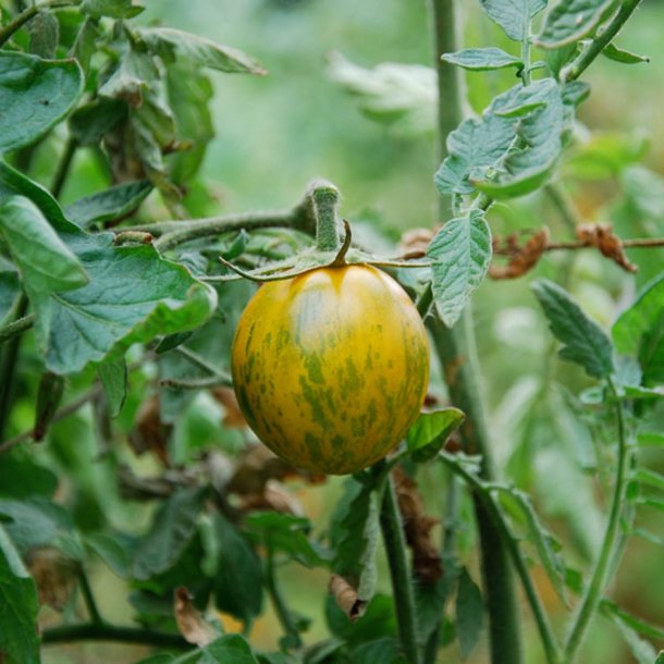 Tomat <br>'Green Zebra'<br><i>Lycopersicon esculentum</i>