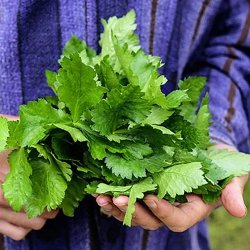 Mitsuba, mashimori, <br>japansk persille <i>Cryptotaenia japonica </i>