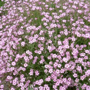Brudeslr <br>'Rosea'<br><i>Gypsophila elegans </i>
