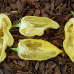 Chili <br>'Hot Lemon' <br><i>Capsicum annuum</i>