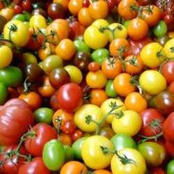 Tomat <br>'Mix'<br><i>Lycopersicon esculentum</i>