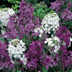 Natviol, <br>Velduftende aftenstjerne <br>'Mix' - <br><i>Hesperis matronalis </i>