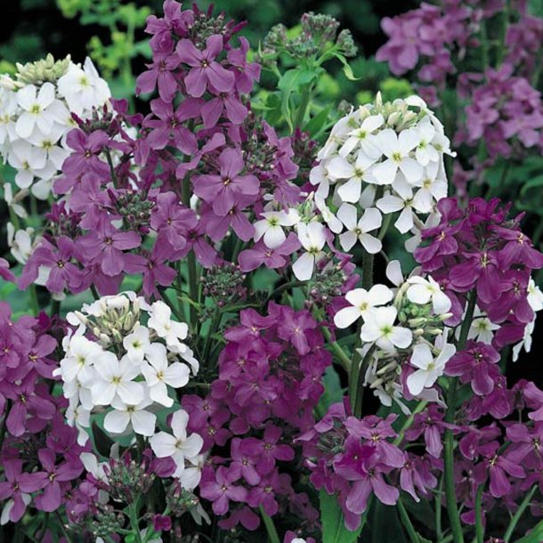Natviol, <br>Velduftende aftenstjerne <br>'Mix' - <br><i>Hesperis matronalis </i>