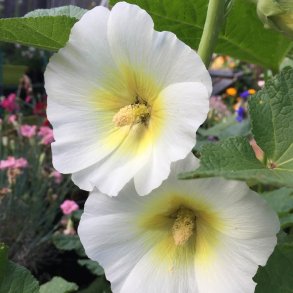 Stokrose <br>'Alba' <br><i>Alcea rosea</i>