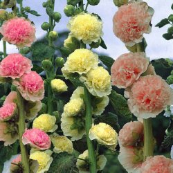 Stokrose <br>'Summer Carnival Mix'<br><i>Alcea rosea</i>