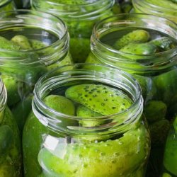 Agurk, Drue- <br>'Rhinsk Drue'<br><i>Cucumis sativus</i>