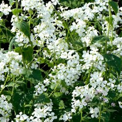 Judaspenge <br>'Sissinghurst White' <br><i>Lunaria annua</i>