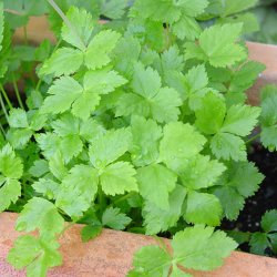 Mitsuba, mashimori, <br>japansk persille <i>Cryptotaenia japonica </i>