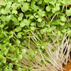 Sennep, <br>gul <br><i>Sinapis alba</i>