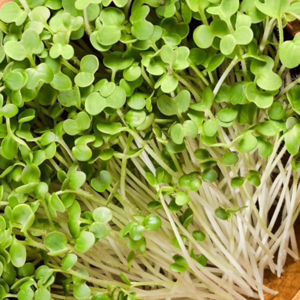 Sennep, <br>gul <br><i>Sinapis alba</i>