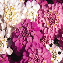 Blomstermix, <br>Romantisk<br><br>