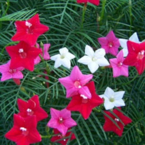 Snerle, Fjer- <br>'Feather Mix'<br><i>Ipomoea quamoclit</i>